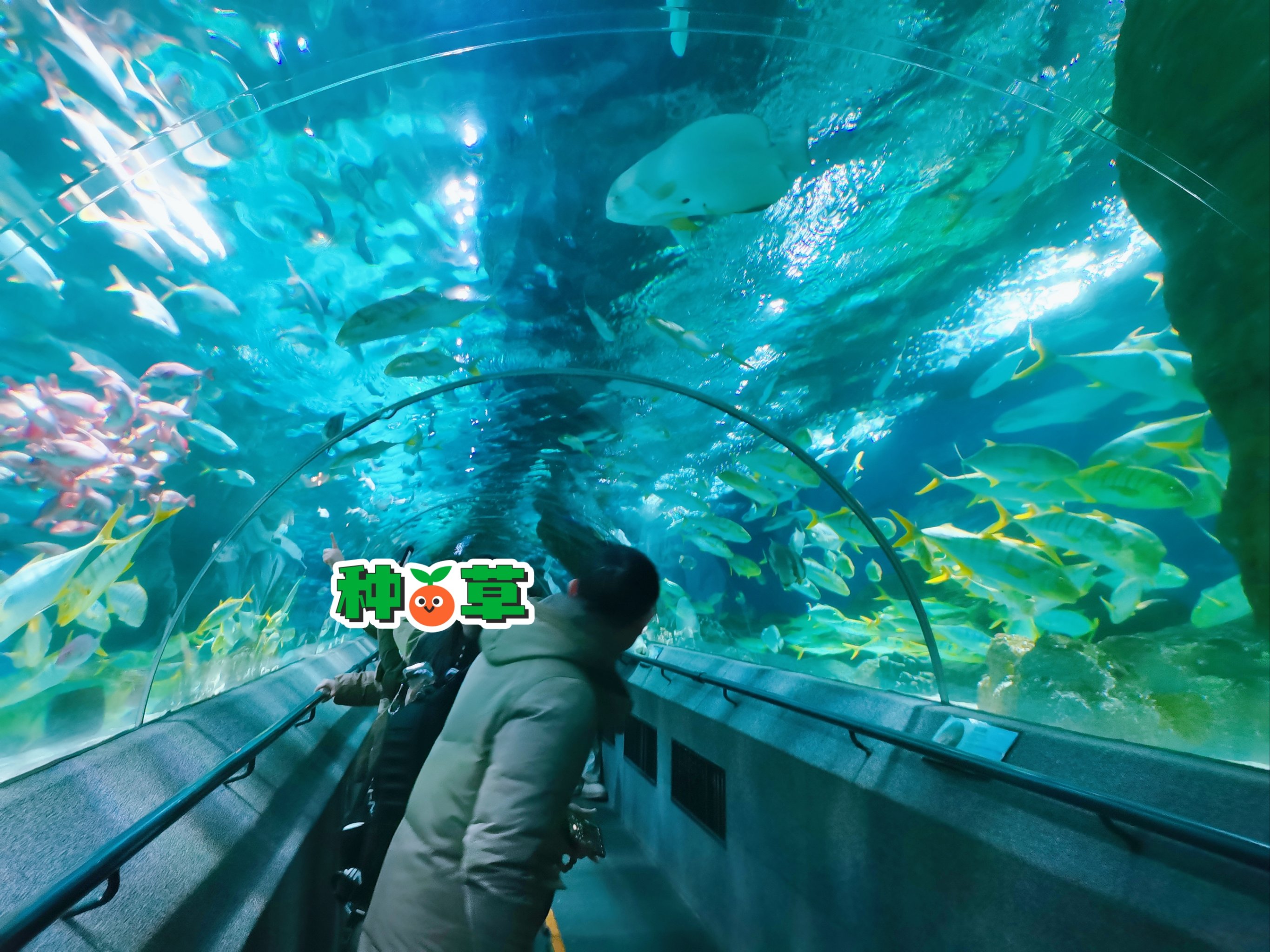 JiuyouAPP下载-水底漫步体验，探索奇妙的海底世界