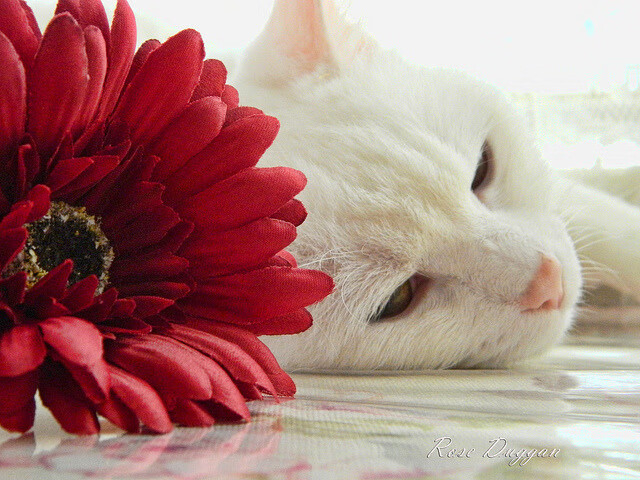 “德甲纵深激烈,实力派队伍狂追榜首”,德甲推荐