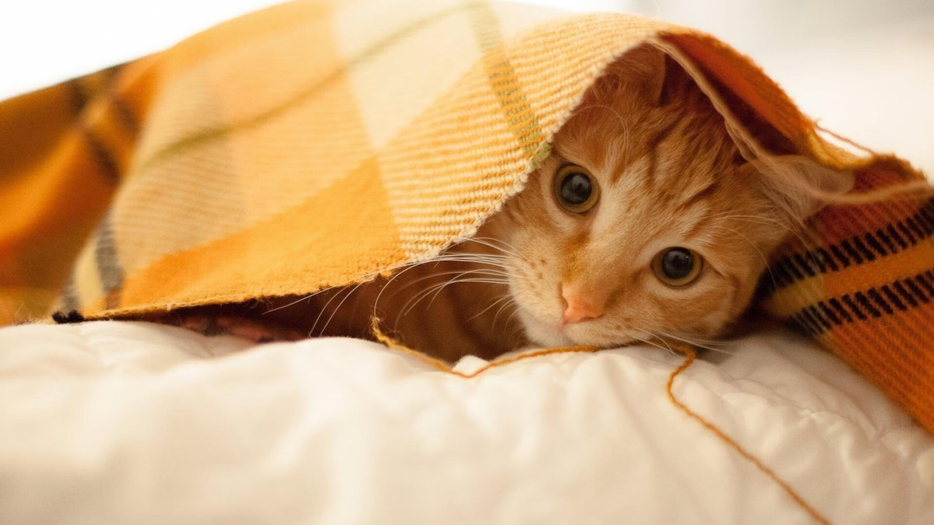 【规则总结】本年度棒球比赛的重要纪律和惩罚，棒球赛的规则简单