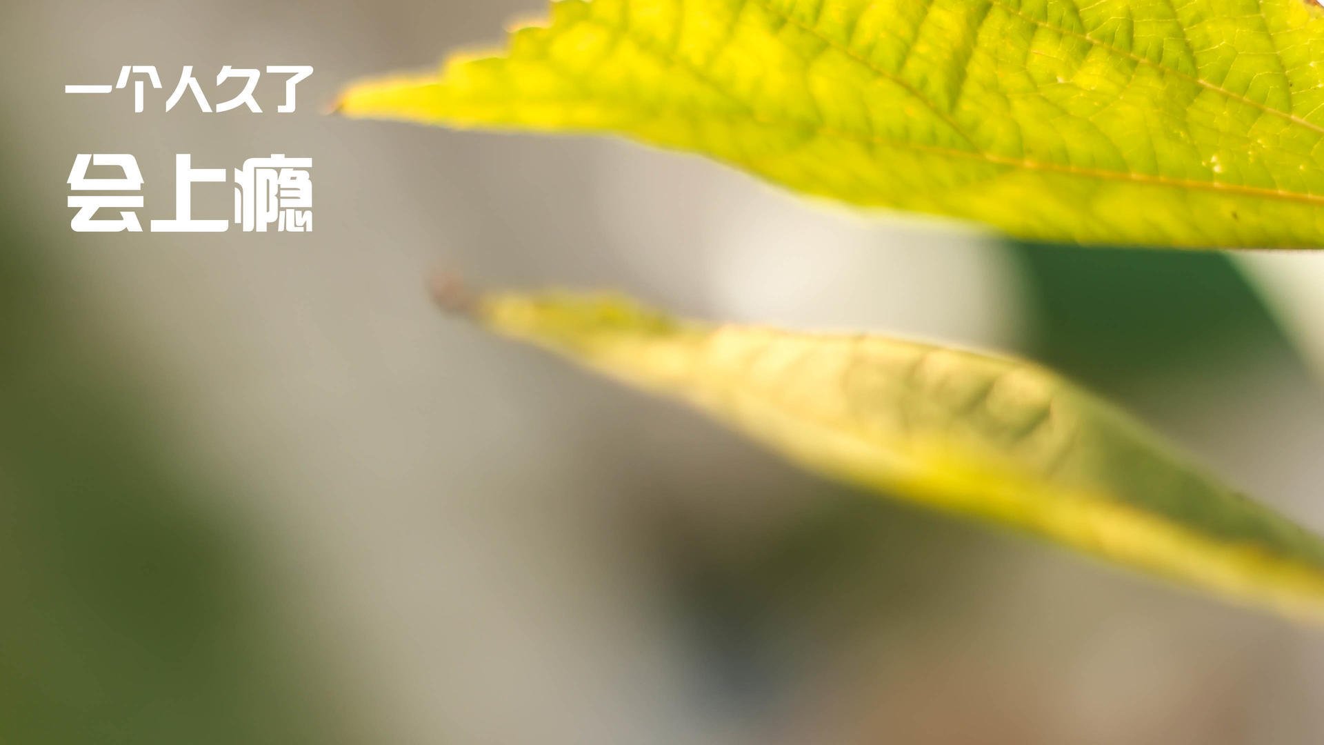 墨西哥马术协会举办青少年马术交流活动,促进国际友谊。,墨西哥马拉松