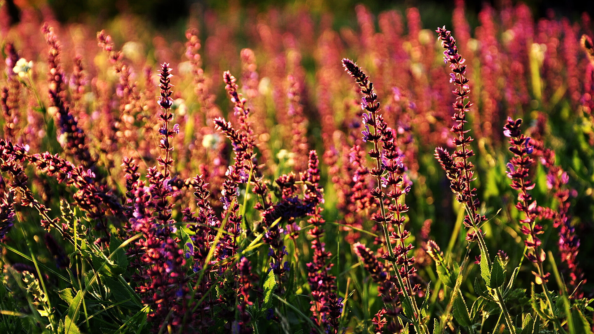 篮球英雄:讲述当代球星的传奇人生,篮球球星资料