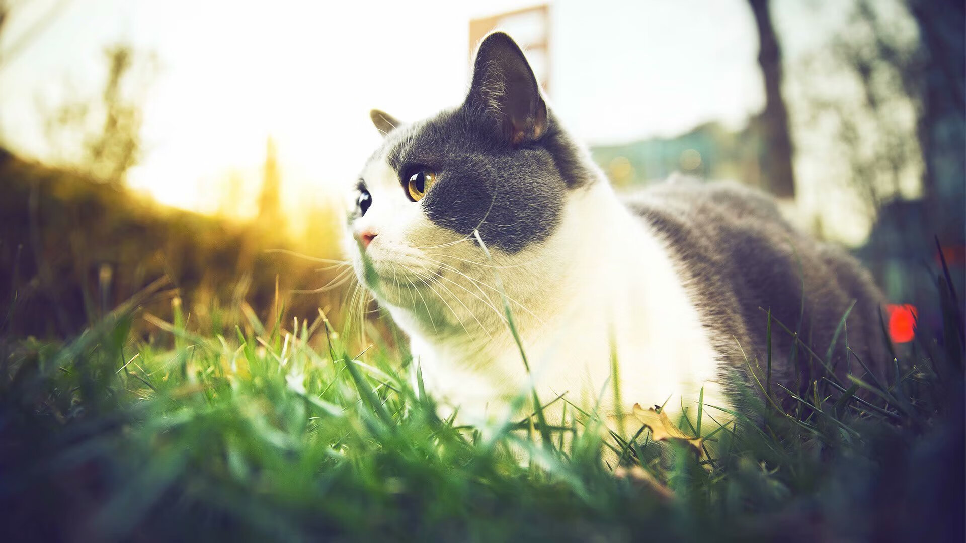 EDG战队明星选手动态追踪,edg战队位置