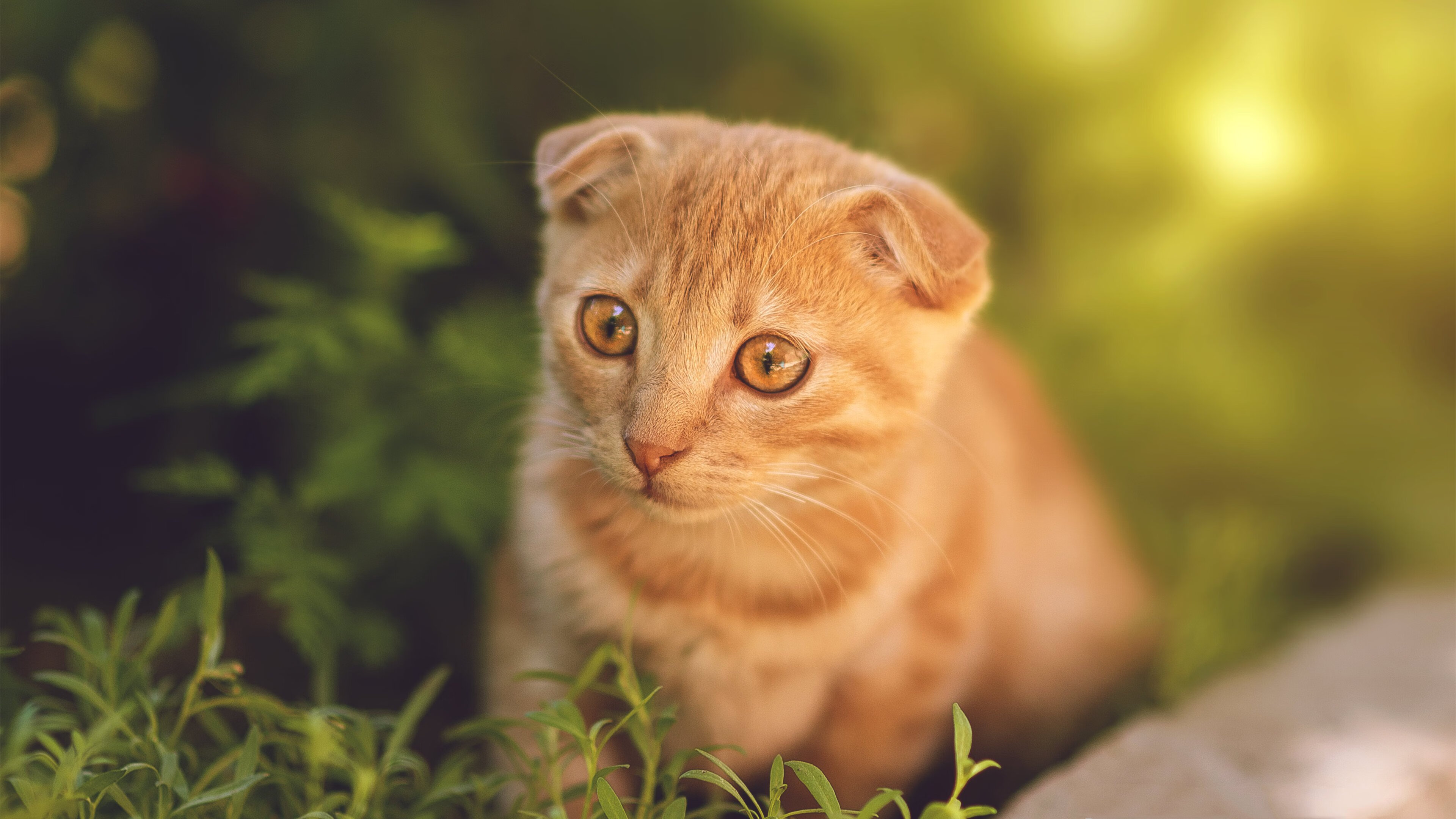 九游sports-EDG战队核心选手复出时间确认，edg核心队员