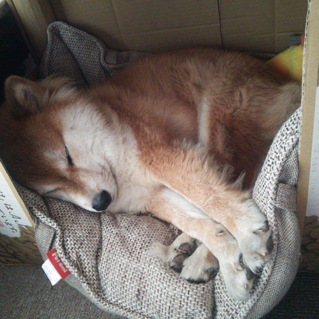 九游(jiuyou)官方网站-凯撒酋长青训球员升入一线队，展现潜力，凯撒king