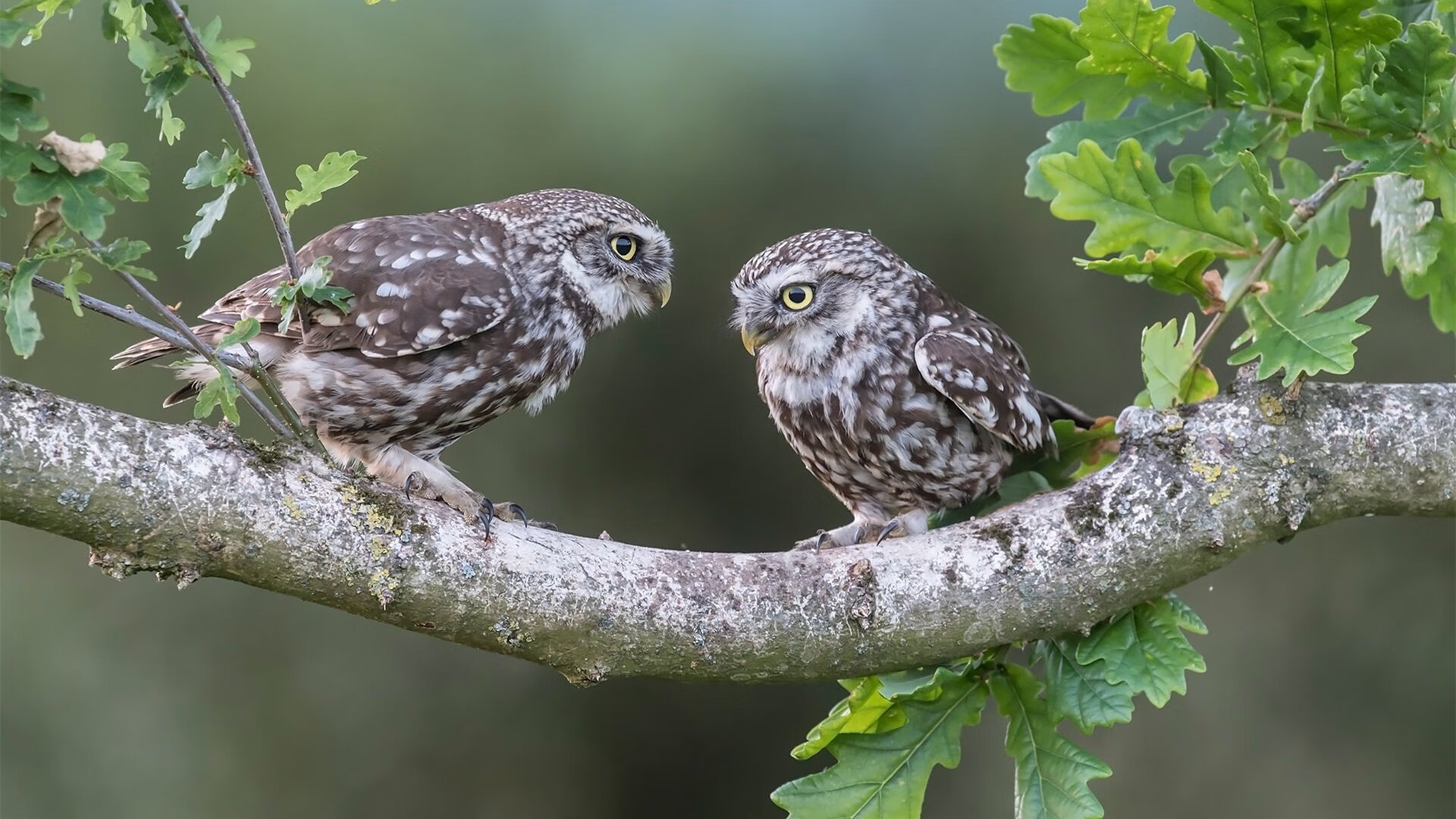 华山杯篮球赛即将拉开序幕,球迷热情高涨,华山绿地篮球场开放时间