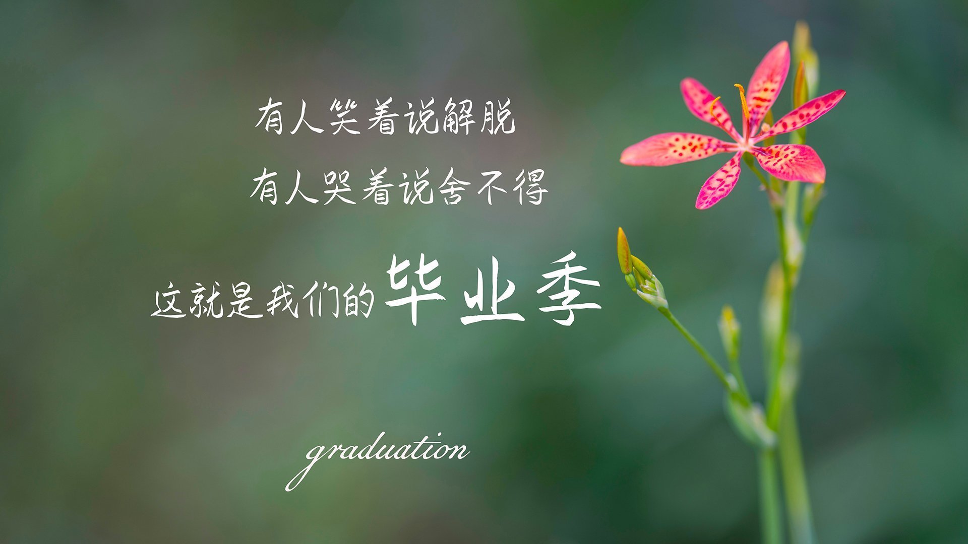 沃尔夫斯堡将在主场挑战勒沃库森,沃尔夫斯堡足球队 官网