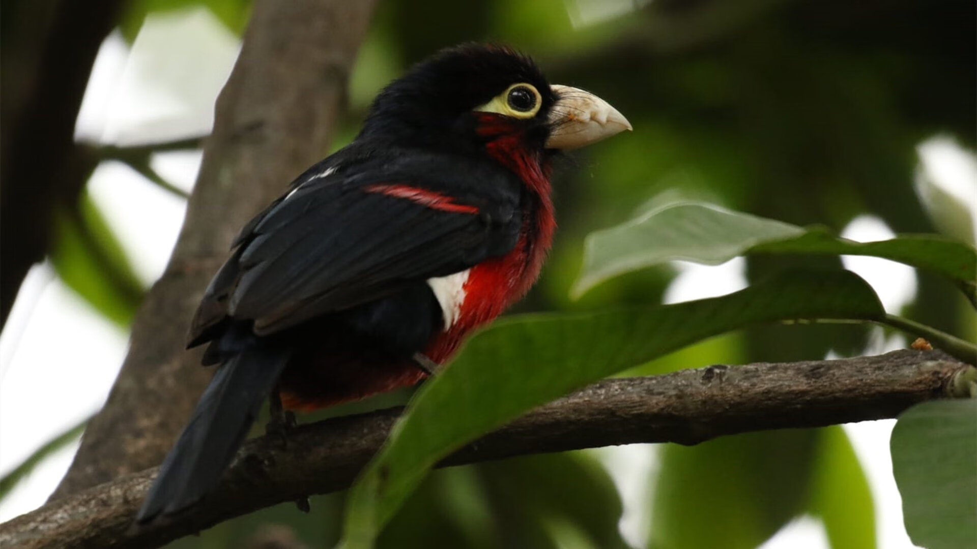 九游官网pc-葡萄牙体育主帅谈球队未来规划，葡萄牙球队主力