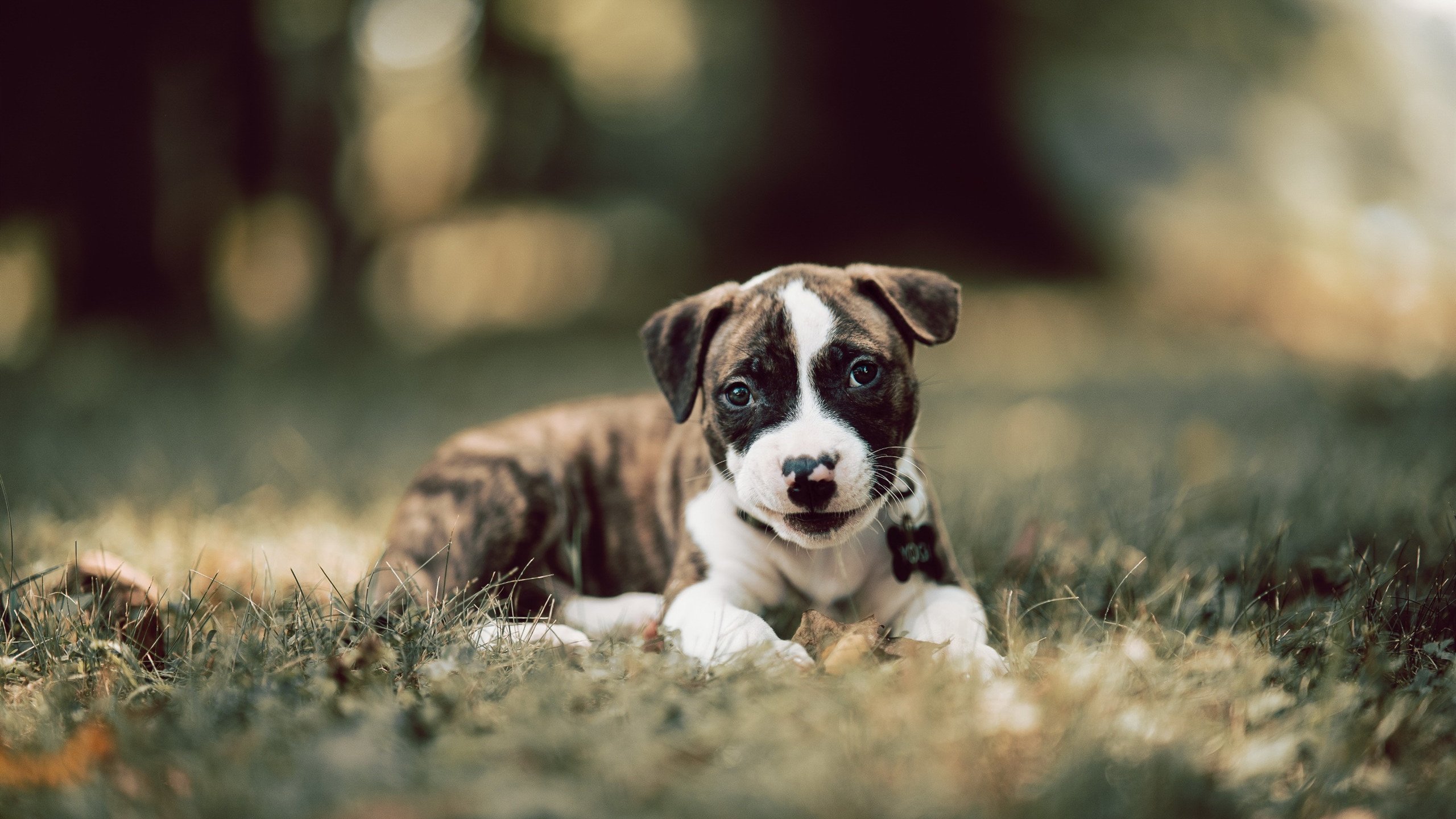 雷霆逆转公牛,常规赛巅峰对决中亚历山大三分雨不断,公牛战绩
