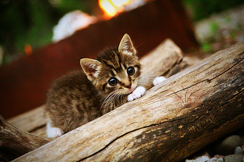 奥运备战团队建设日趋科学,奥运会备战办公室是什么单位