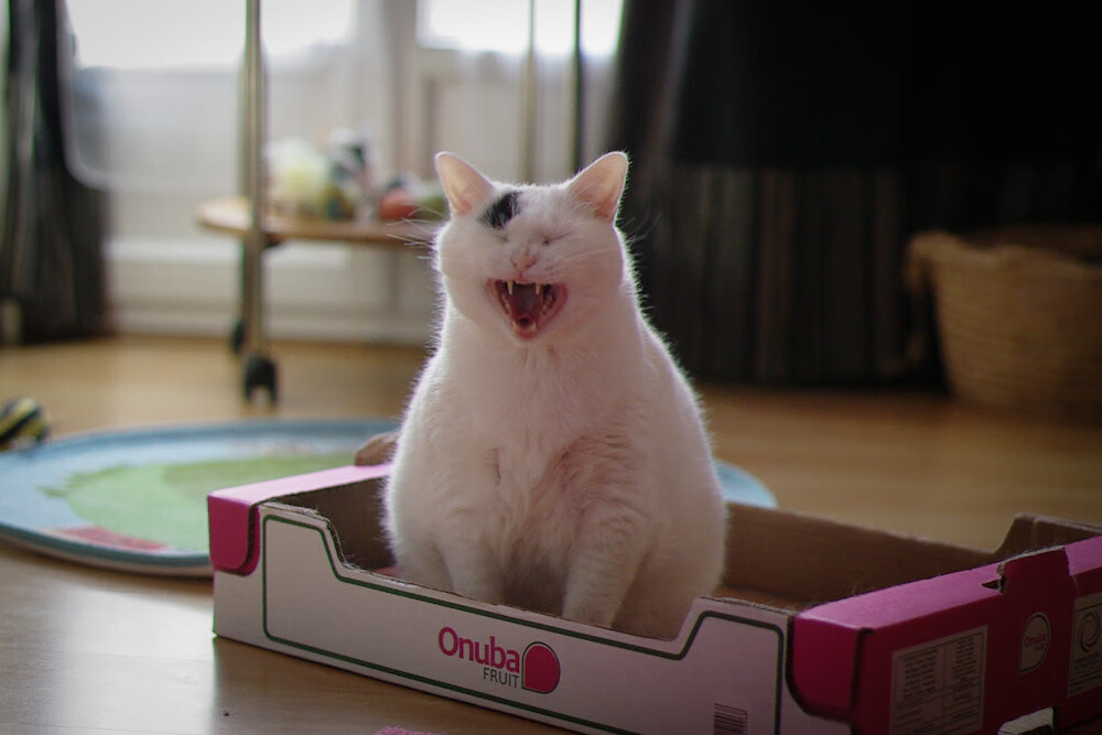 法兰克福高强度拼抢限制对手节奏变化,法兰克福伤停情况