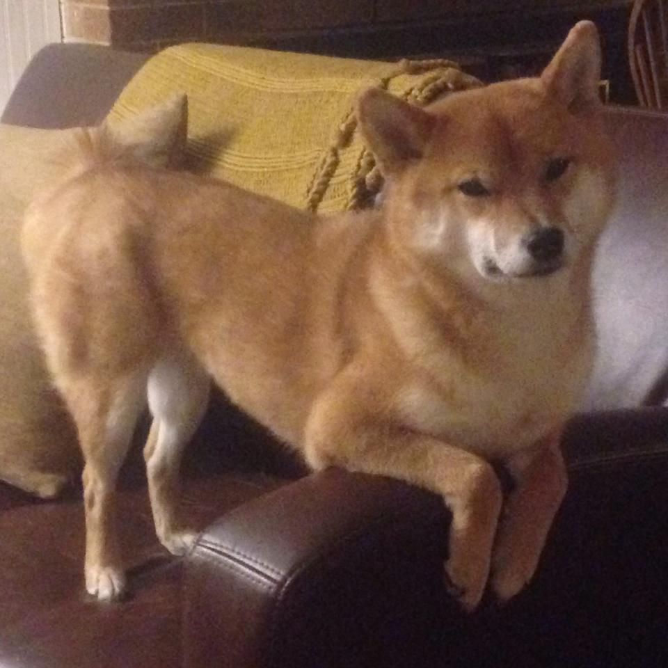 弗朗索瓦·霍尔茨豪伊泽:南非队稳固的战术基石,一次次成功组织进攻