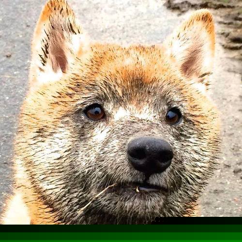 美洲杯明星纷纷亮相:拼搏、突破,点亮绿茵场,美洲杯人气