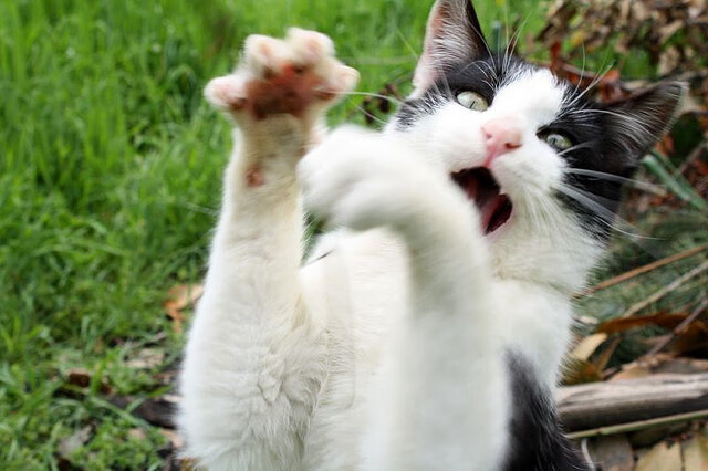 英超联赛的粉丝需求调研报告，英超粉丝最多的球队