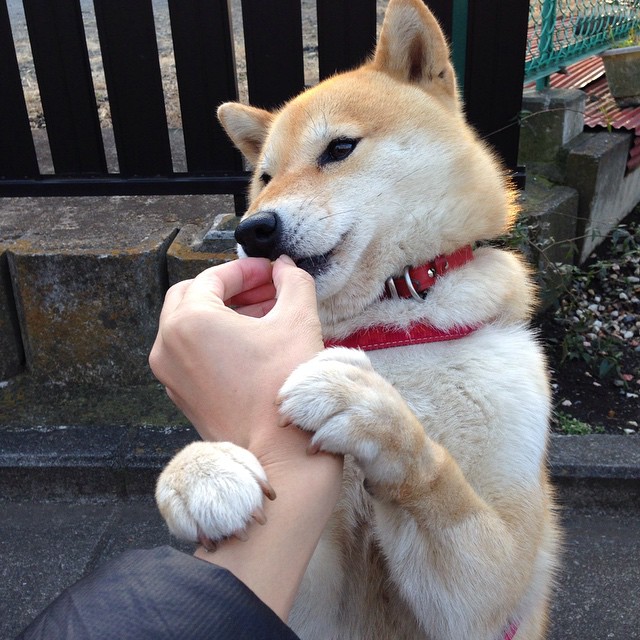 九游登录中心-谢佩玲决赛发挥助力队伍争光，谢佩诗个人信息